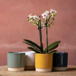 Phalaenopsis 'Flaming Burrito'