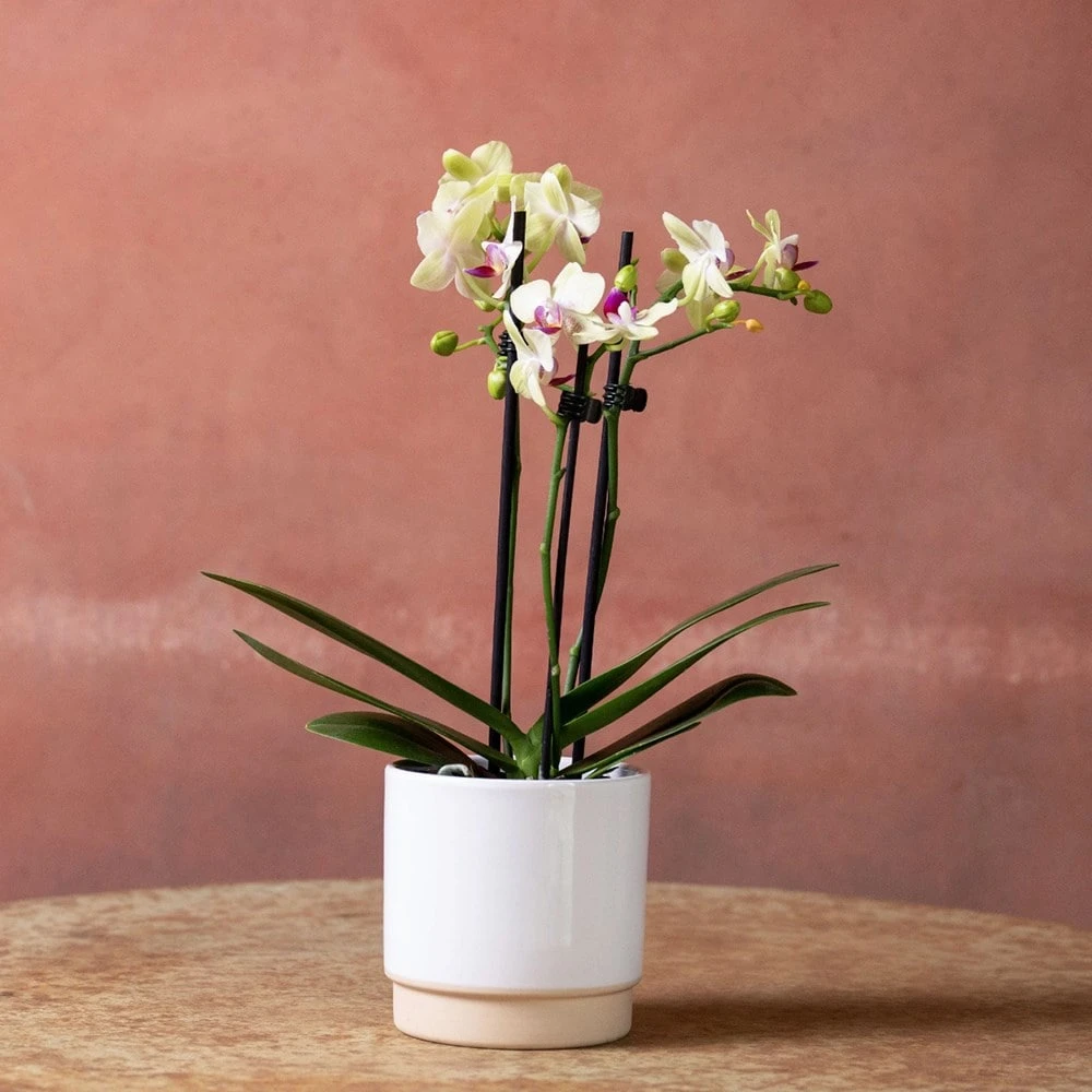 Phalaenopsis 'Flaming Burrito' 2 Phalaenopsis 'Flaming Burrito' - Image 2