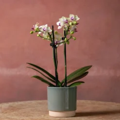 Phalaenopsis 'Flaming Burrito' 8 Phalaenopsis 'Flaming Burrito' -Perennials Sales pl2000048236 card3 lg