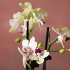 Phalaenopsis 'Flaming Burrito' 11 Phalaenopsis 'Flaming Burrito' -Perennials Sales pl2000048236 card6 lg