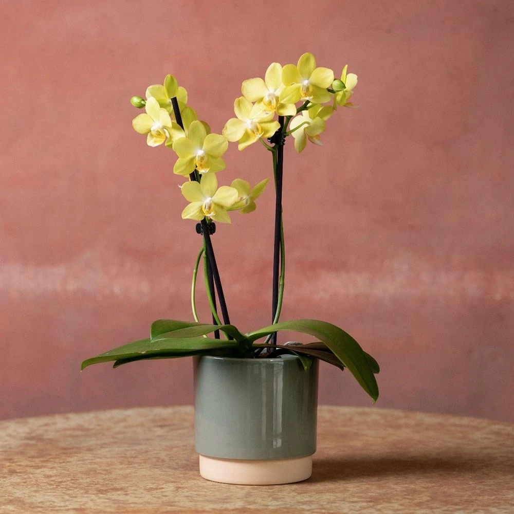 Phalaenopsis 'La Paz' 3 Phalaenopsis 'La Paz' - Image 3