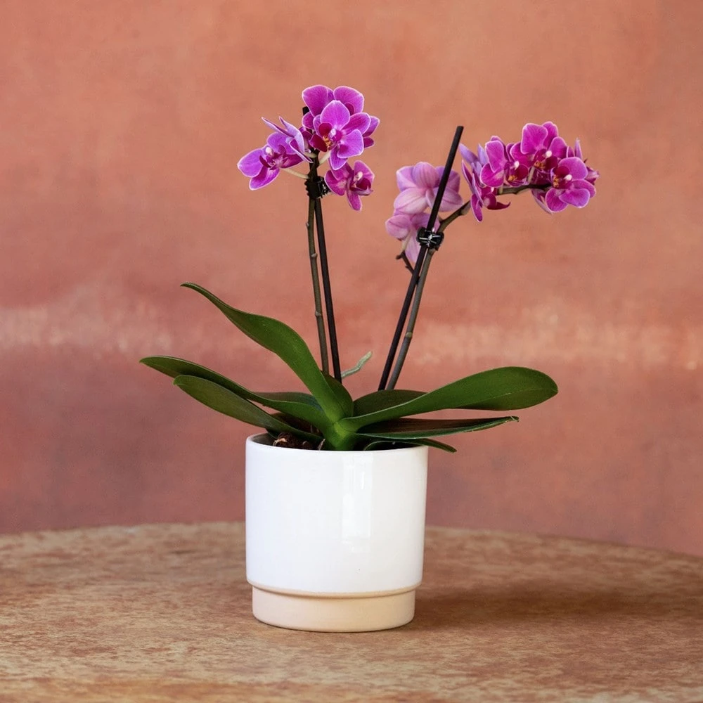 Phalaenopsis 'Perceval' 2 Phalaenopsis 'Perceval' - Image 2