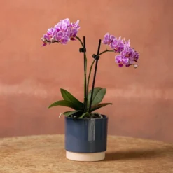 Phalaenopsis 'Pink Veins' -Perennials Sales pl2000048242 card3 lg