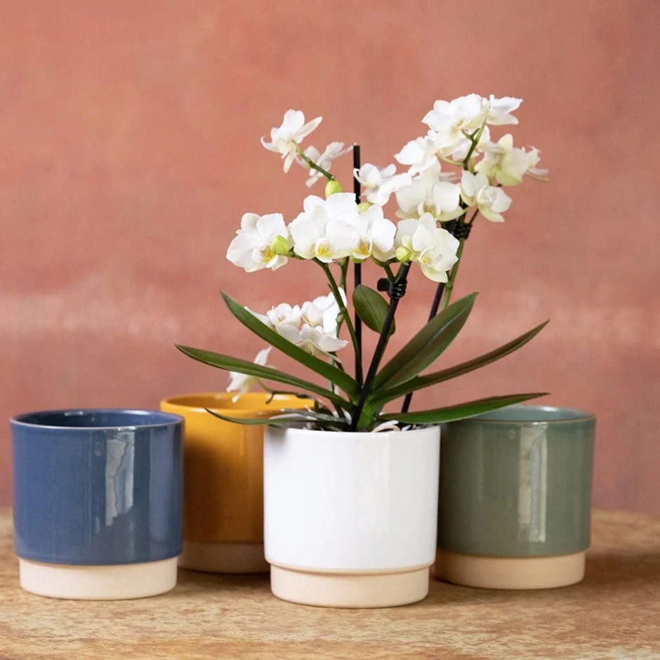 Phalaenopsis 'Zurich' 1 Phalaenopsis 'Zurich'