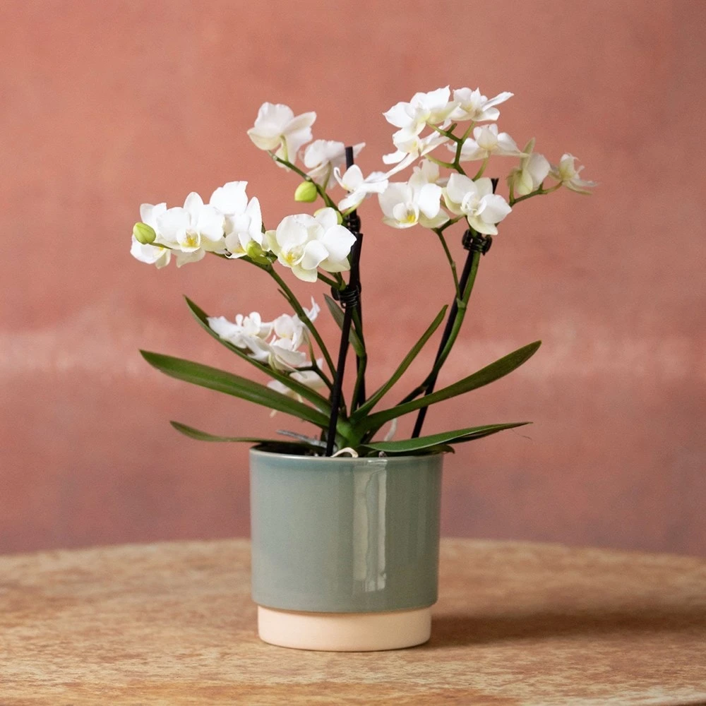 Phalaenopsis 'Zurich' 3 Phalaenopsis 'Zurich' - Image 3