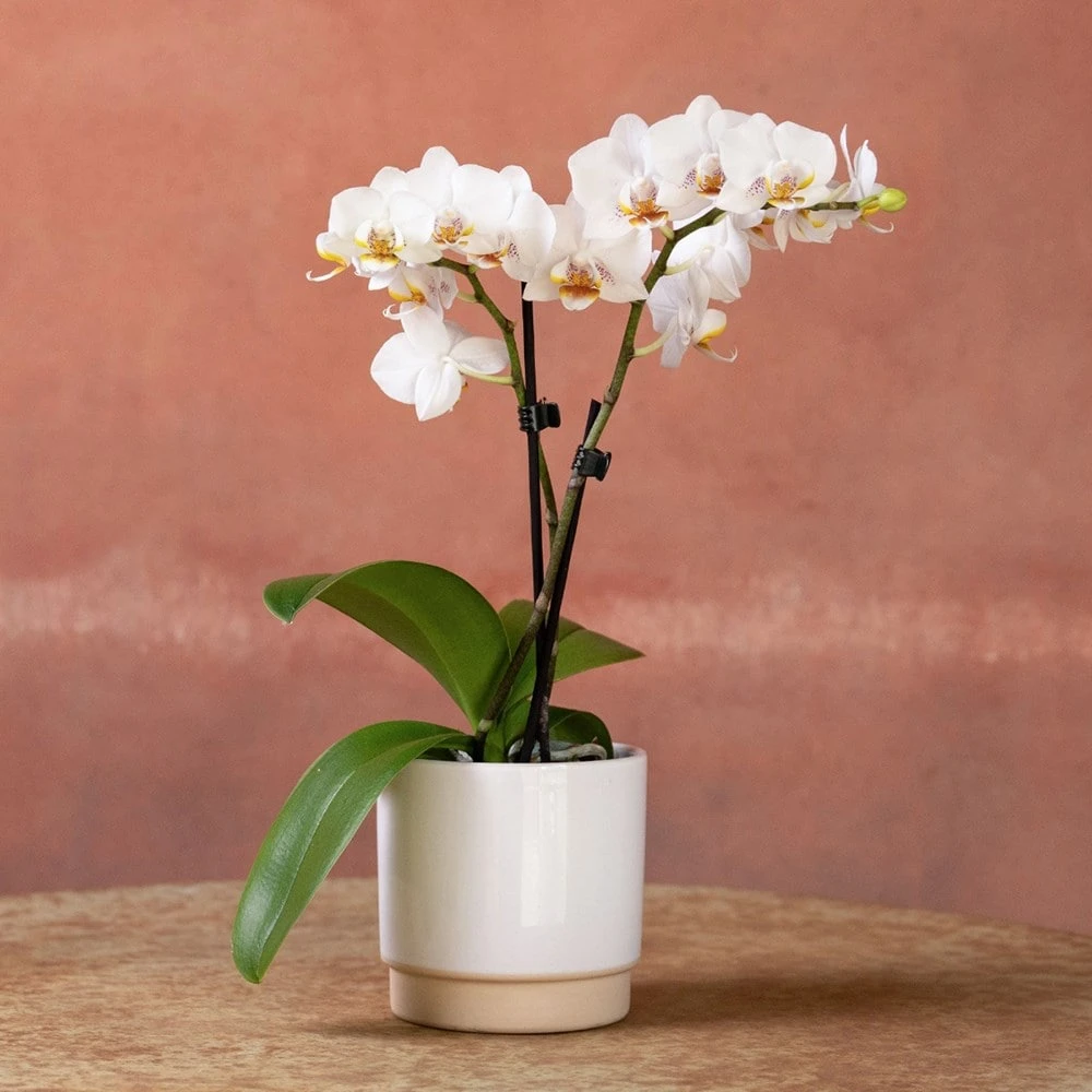 Phalaenopsis 'Puppy' 2 Phalaenopsis 'Puppy' - Image 2