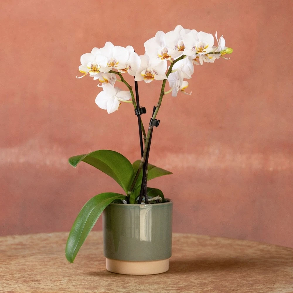 Phalaenopsis 'Puppy' 3 Phalaenopsis 'Puppy' - Image 3