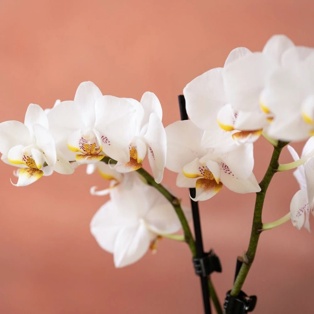 Phalaenopsis 'Puppy' 6 Phalaenopsis 'Puppy' - Image 6