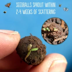 Seedballs Native Wildflowers For Wildlife 11 Seedballs Native Wildflowers For Wildlife -Perennials Sales pl2000048352 card5 lg