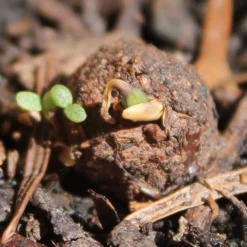 Seedballs Native Wildflowers For Wildlife 12 Seedballs Native Wildflowers For Wildlife -Perennials Sales pl2000048352 card6 lg