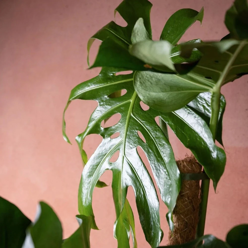 Monstera Deliciosa 3 Monstera Deliciosa - Image 3