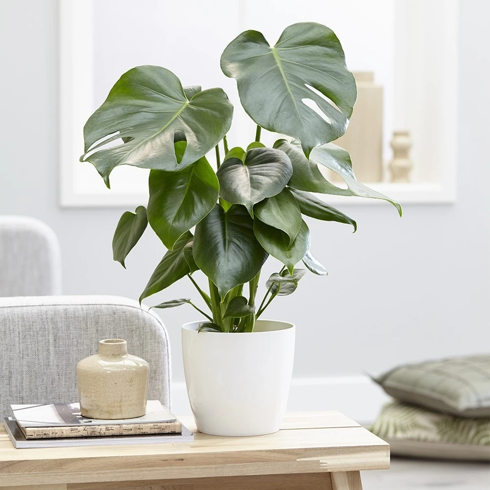 Monstera Deliciosa 4 Monstera Deliciosa - Image 4