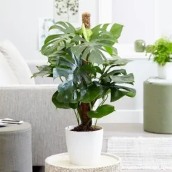 Monstera Deliciosa 9 Monstera Deliciosa -Perennials Sales pl2000048359 card5 lg