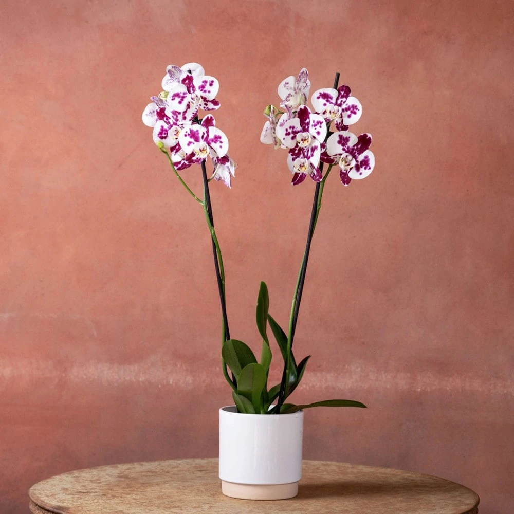 Phalaenopsis 'Marakesh' 2 Phalaenopsis 'Marakesh' - Image 2
