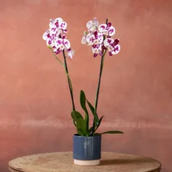 Phalaenopsis 'Marakesh' 9 Phalaenopsis 'Marakesh' -Perennials Sales pl2000048820 card4 lg