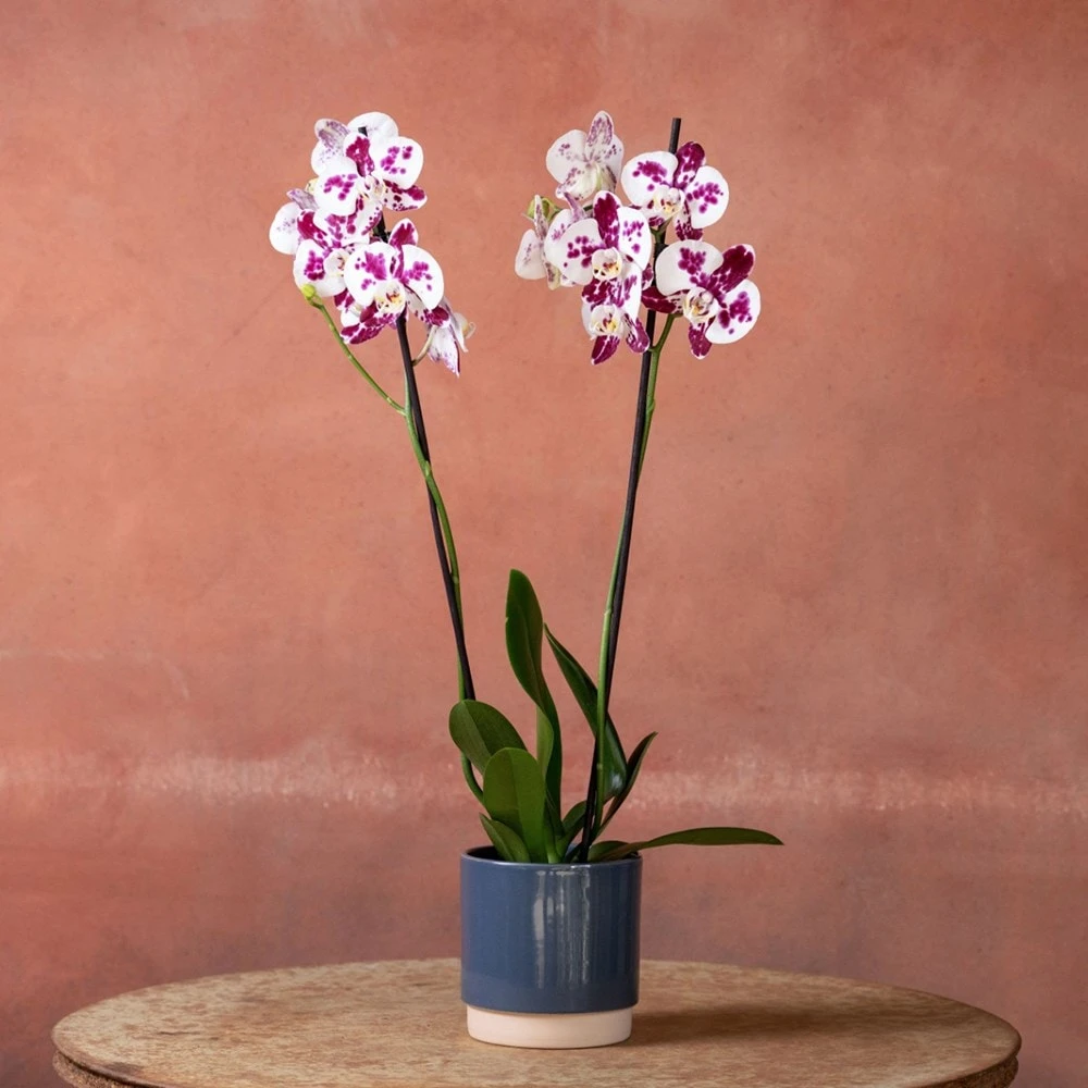 Phalaenopsis 'Marakesh' 4 Phalaenopsis 'Marakesh' - Image 4