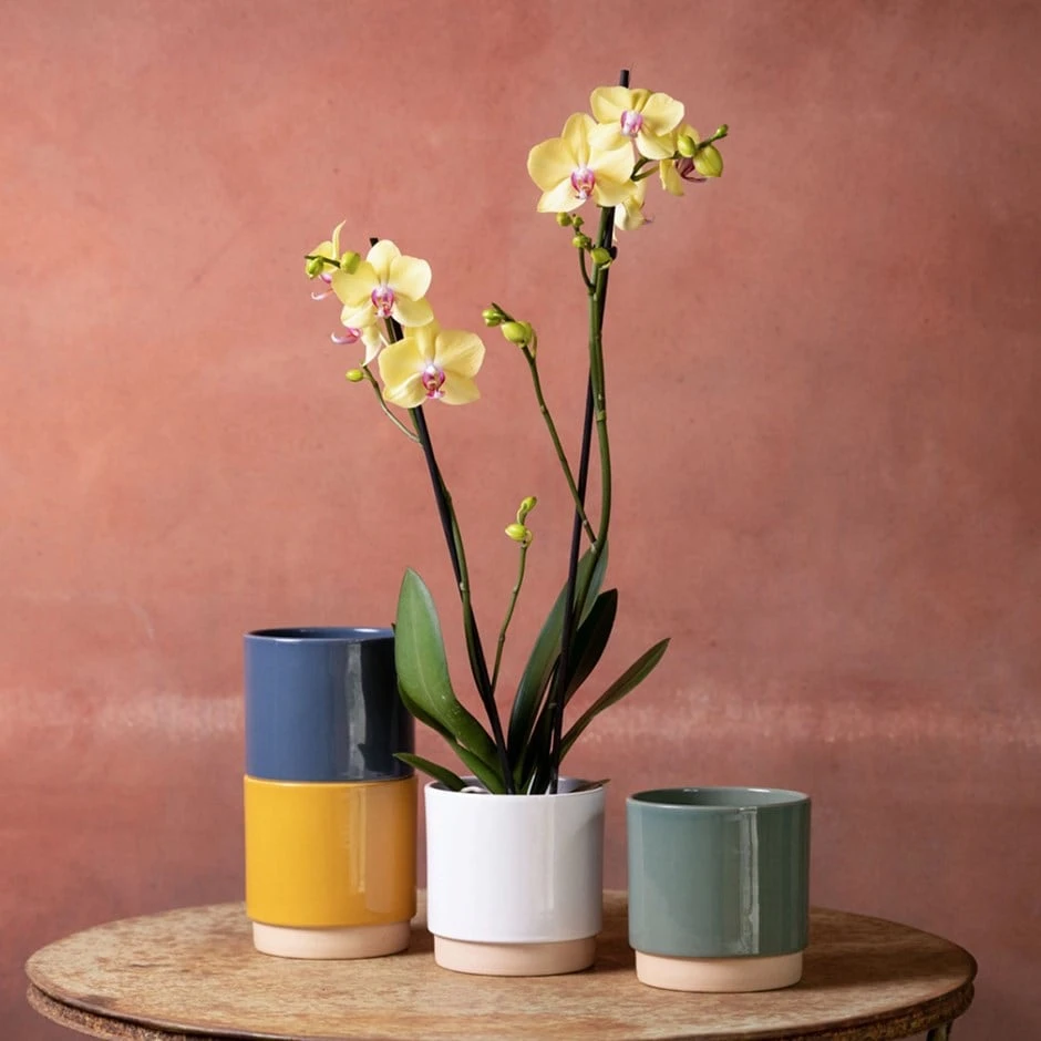 Phalaenopsis 'Golden Cheetah'