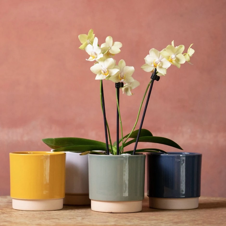 Phalaenopsis 'Livorno' 1 Phalaenopsis 'Livorno'