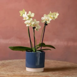 Phalaenopsis 'Livorno' 9 Phalaenopsis 'Livorno' -Perennials Sales pl2000048822 card4 lg