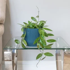 Hoya Gracilis -Perennials Sales pl2000048883 card3 lg