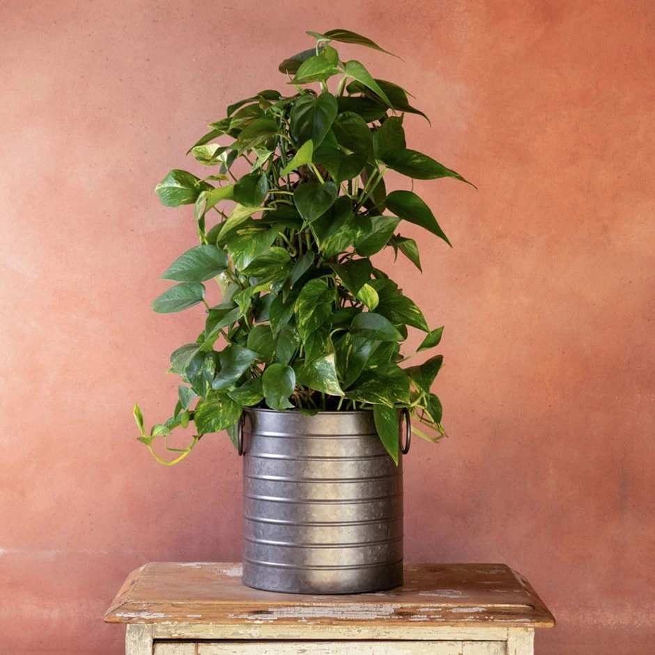 Epipremnum Aureum 1 Epipremnum Aureum