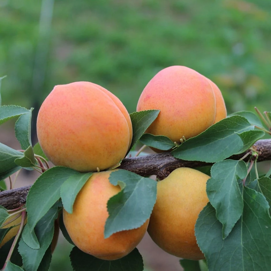 Apricot 'Compacta' 1 Apricot 'Compacta'