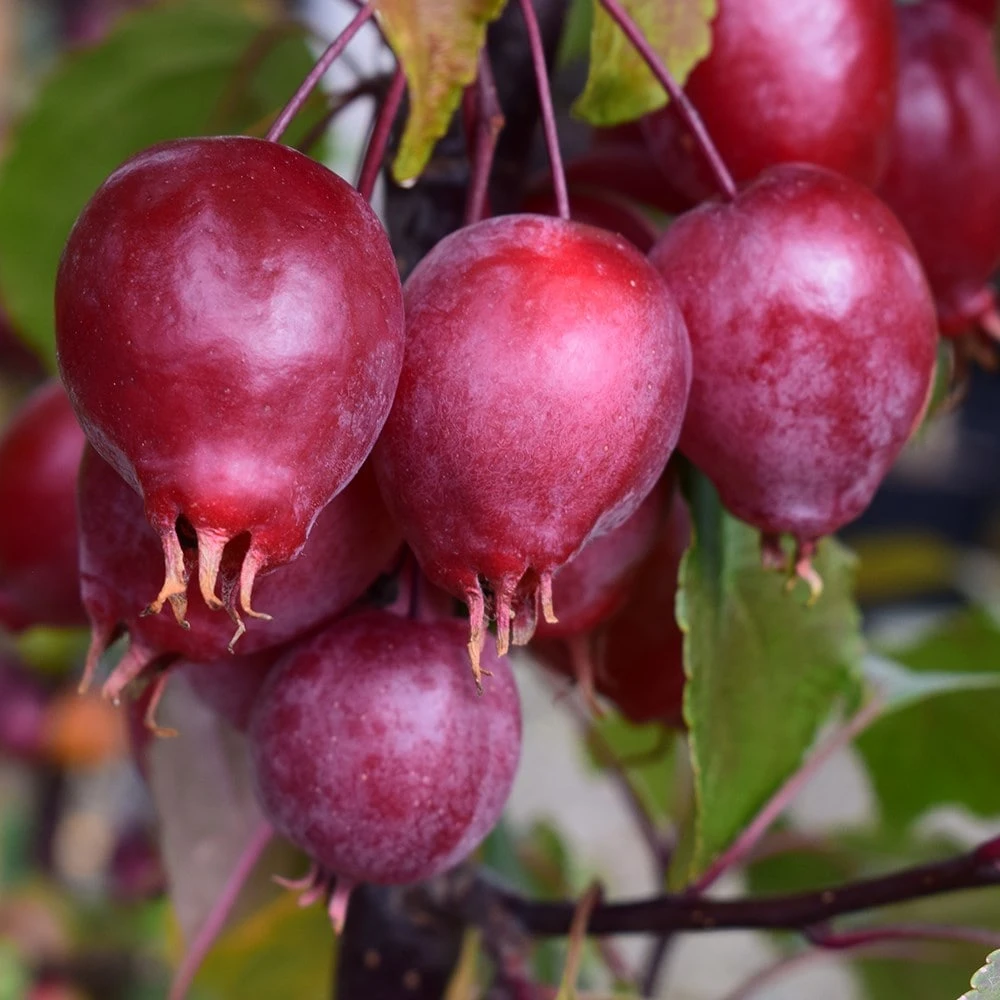 Malus Red Obelisk ('Dvp Obel') 2 Malus Red Obelisk ('Dvp Obel') - Image 2