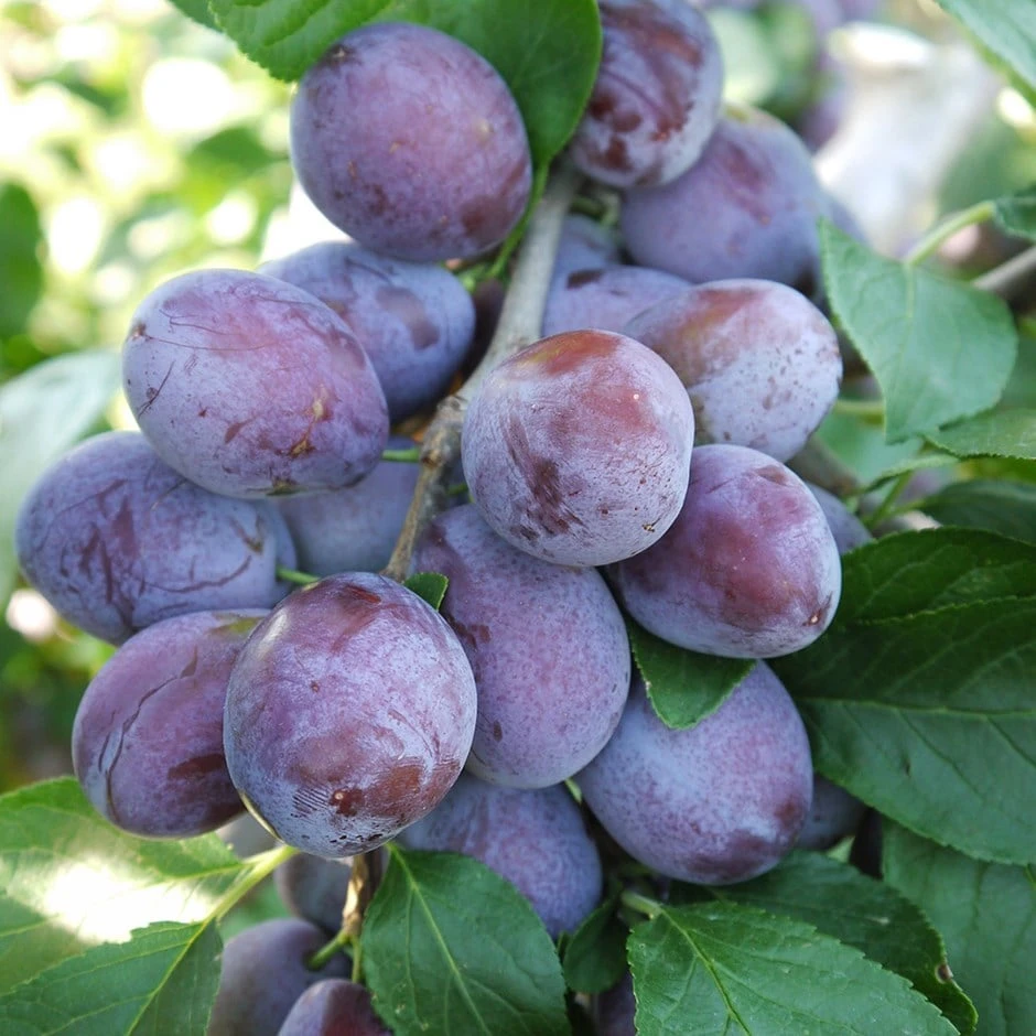 Plum 'Katinka' (PBR) 1 Plum 'Katinka' (PBR)