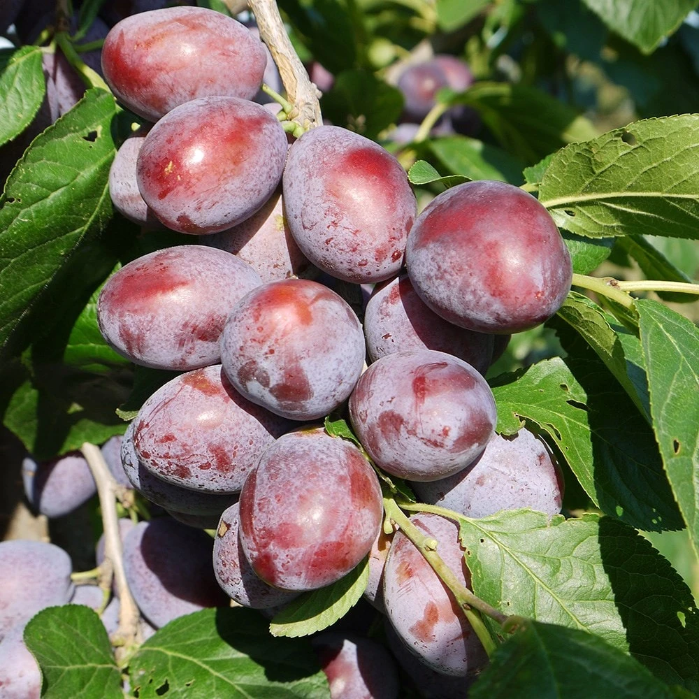 Plum 'Katinka' (PBR) 2 Plum 'Katinka' (PBR) - Image 2