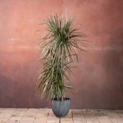 Dracaena Marginata 'Tricolor'