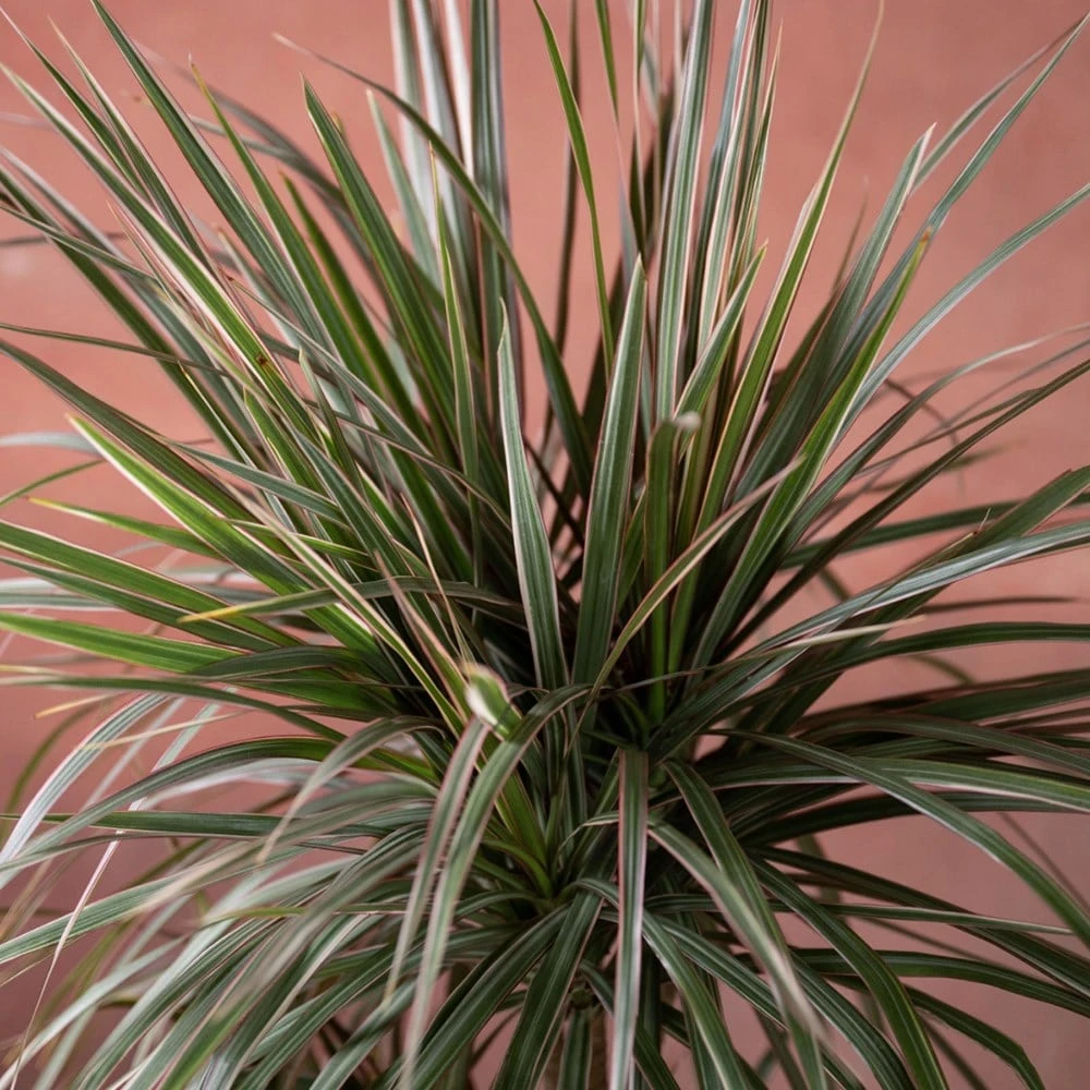 Dracaena Marginata 'Tricolor' 3 Dracaena Marginata 'Tricolor' - Image 3
