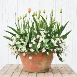 Lucca Terracotta Pot 11 Lucca Terracotta Pot -Perennials Sales pr2000012805 card4 lg