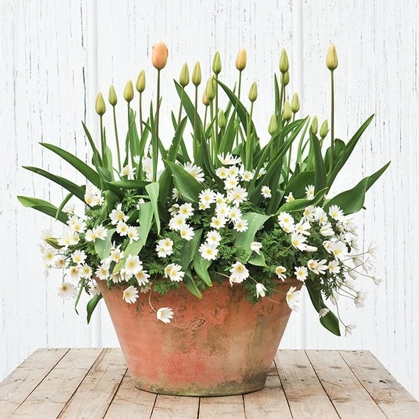 Lucca Terracotta Pot 4 Lucca Terracotta Pot - Image 4