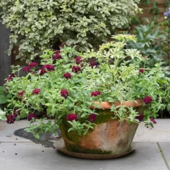 Lucca Terracotta Pot 12 Lucca Terracotta Pot -Perennials Sales pr2000012805 card5 lg