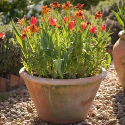 Lucca Terracotta Pot 13 Lucca Terracotta Pot -Perennials Sales pr2000012805 card6 lg
