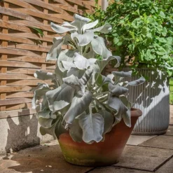 Lucca Terracotta Pot 15 Lucca Terracotta Pot -Perennials Sales pr2000012805 card8 lg