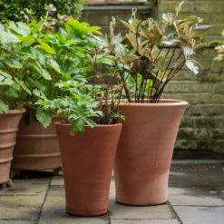 Empoli Terracotta Lily Pot -Perennials Sales pr2000012808 card5 lg