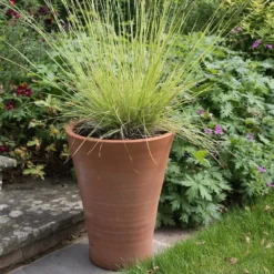 Empoli Terracotta Lily Pot -Perennials Sales pr2000012808 card7 lg