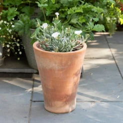 Empoli Terracotta Lily Pot -Perennials Sales pr2000012808 card8 lg