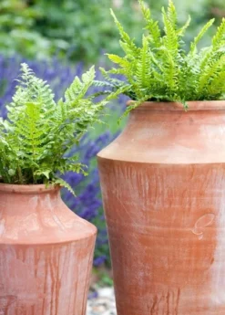 Terracotta Oil Pot -Perennials Sales pr2000016940 card4 lg