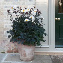 Terracotta Arc Pot -Perennials Sales pr2000016942 card7 lg