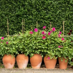 Terracotta Tulip Pot -Perennials Sales pr2000017349 card8 lg