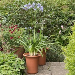 Terracotta Flared Rim Pot 11 Terracotta Flared Rim Pot -Perennials Sales pr2000017350 card3 lg