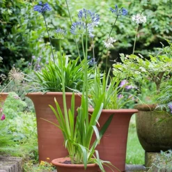 Terracotta Flared Rim Pot 12 Terracotta Flared Rim Pot -Perennials Sales pr2000017350 card4 lg