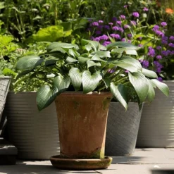 Terracotta Flared Rim Pot 14 Terracotta Flared Rim Pot -Perennials Sales pr2000017350 card6 lg