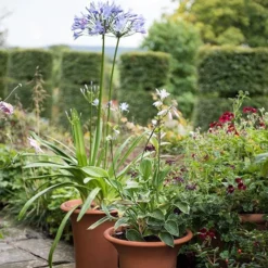 Terracotta Flared Rim Pot 15 Terracotta Flared Rim Pot -Perennials Sales pr2000017350 card7 lg