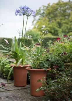 Terracotta Flared Rim Pot 16 Terracotta Flared Rim Pot -Perennials Sales pr2000017350 card8 lg