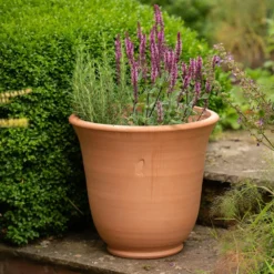 Terracotta Perennial Bell Pot 10 Terracotta Perennial Bell Pot -Perennials Sales pr2000017362 card5 lg