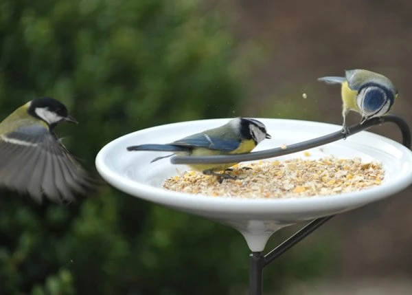 Stake Bird Bath - Crocus Green 3 Stake Bird Bath - Crocus Green - Image 3