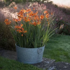 Ribbed Galvanised Tub 8 Ribbed Galvanised Tub -Perennials Sales pr2000027854 card3 lg